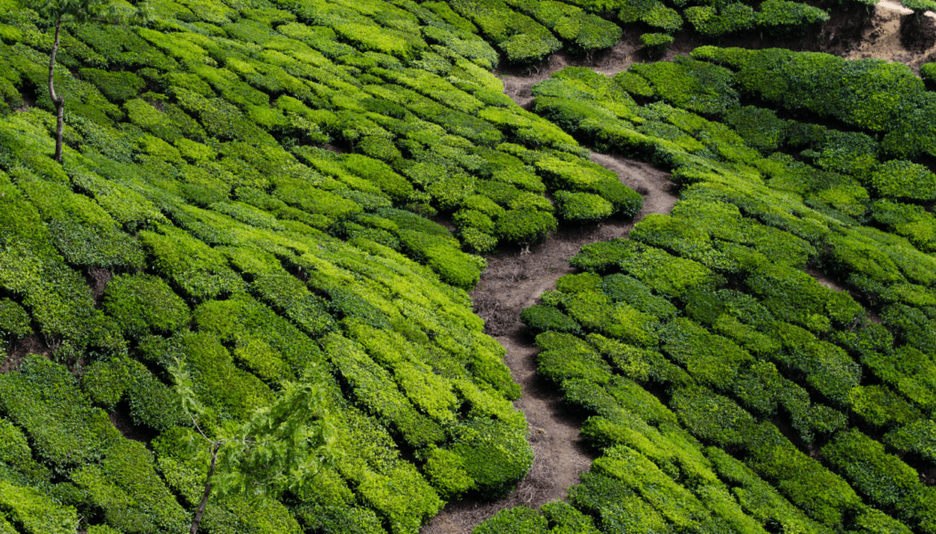 tea plantations in South India