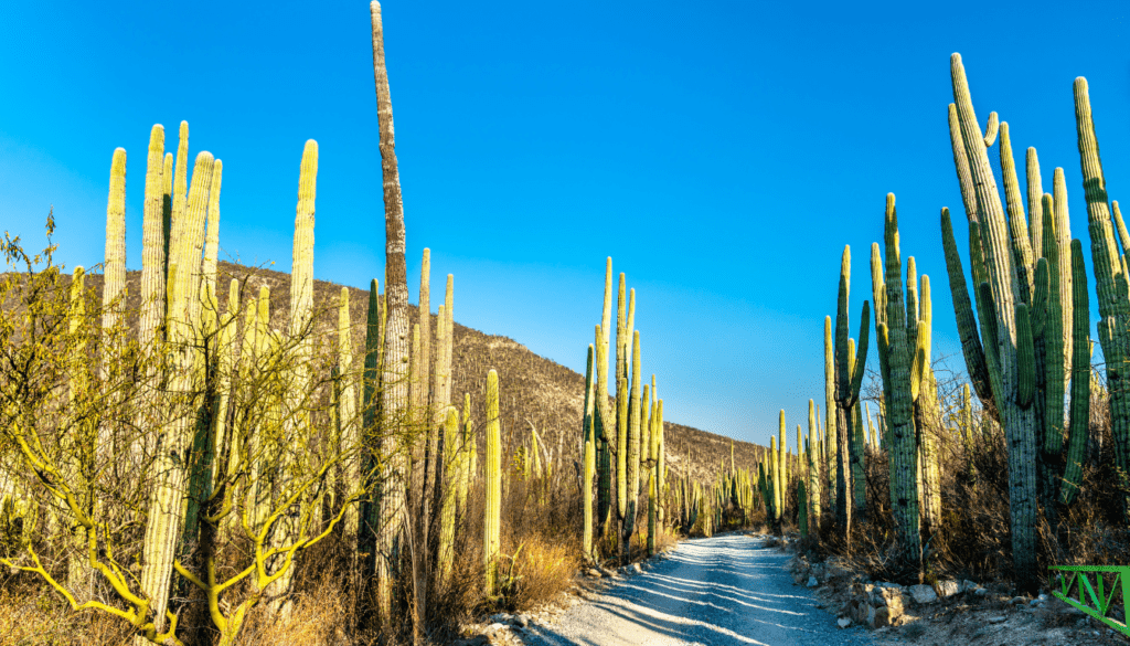 Sierra Gorda Biosphere Reserve